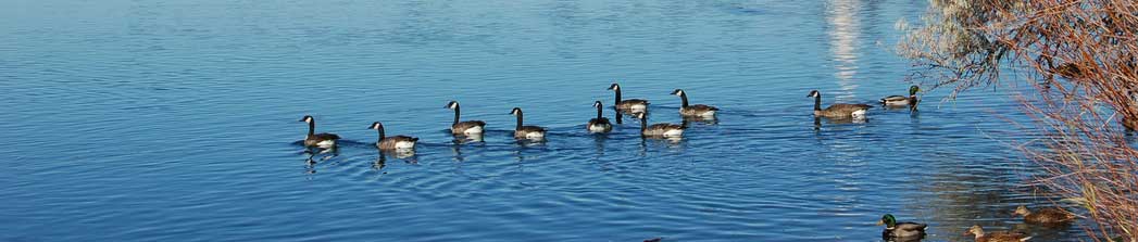 Ducks