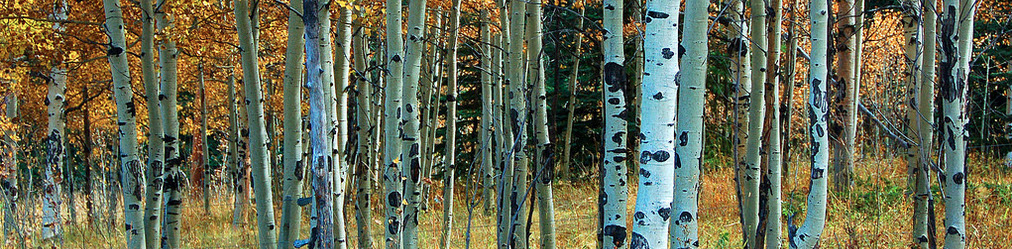birches
